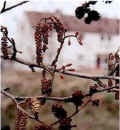 alder.jpg (29591 bytes)