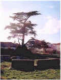 atlas_cedar.jpg (46239 bytes)