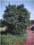 elder_bush_innocent_walkway.jpg (84778 bytes)